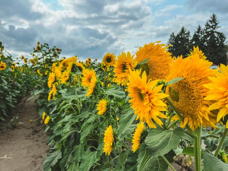 Knutson Farms In Sumner, Washington: Year-round Bliss