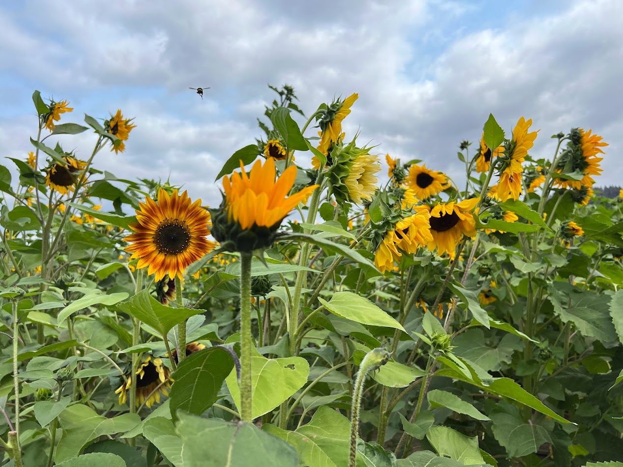 Knutson Farms In Sumner, Washington: Year-round Bliss